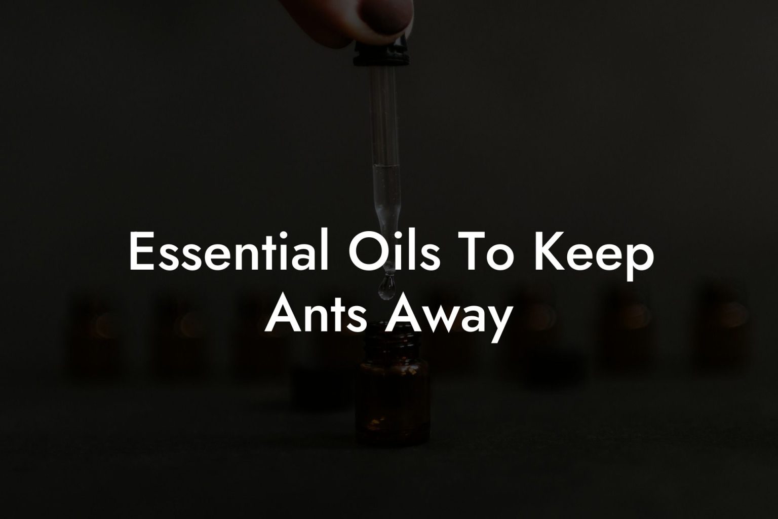 Essential Oils To Keep Ants Away Oshu Artisan Essential Oils