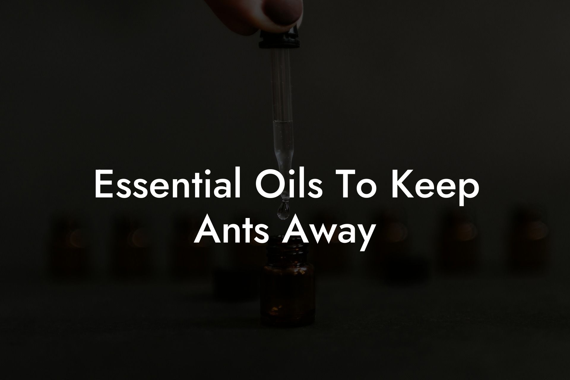 Essential Oils To Keep Ants Away