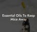 Essential Oils To Keep Mice Away
