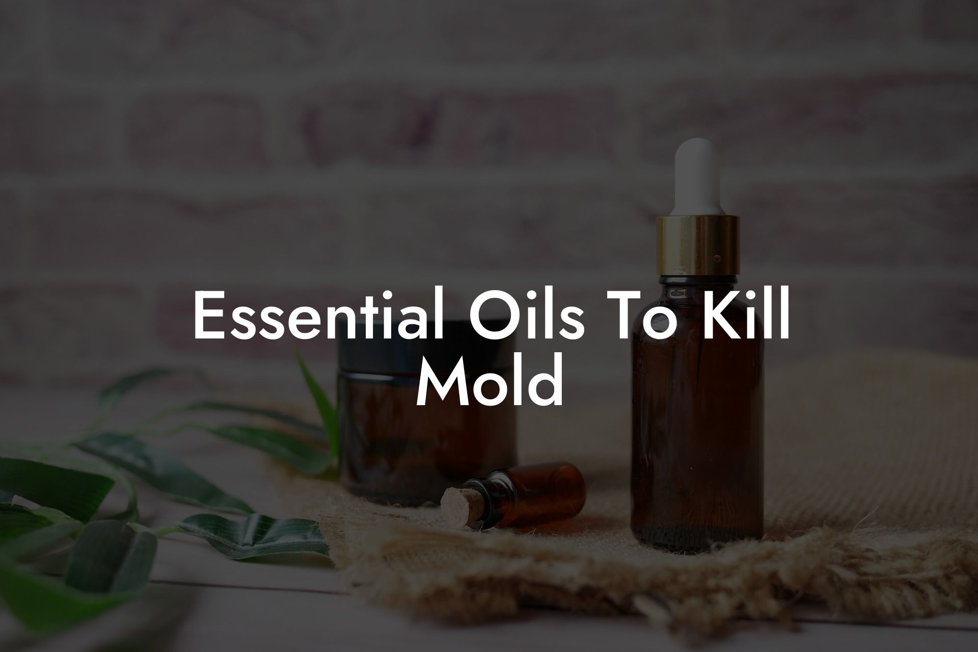 Essential Oils To Kill Mold