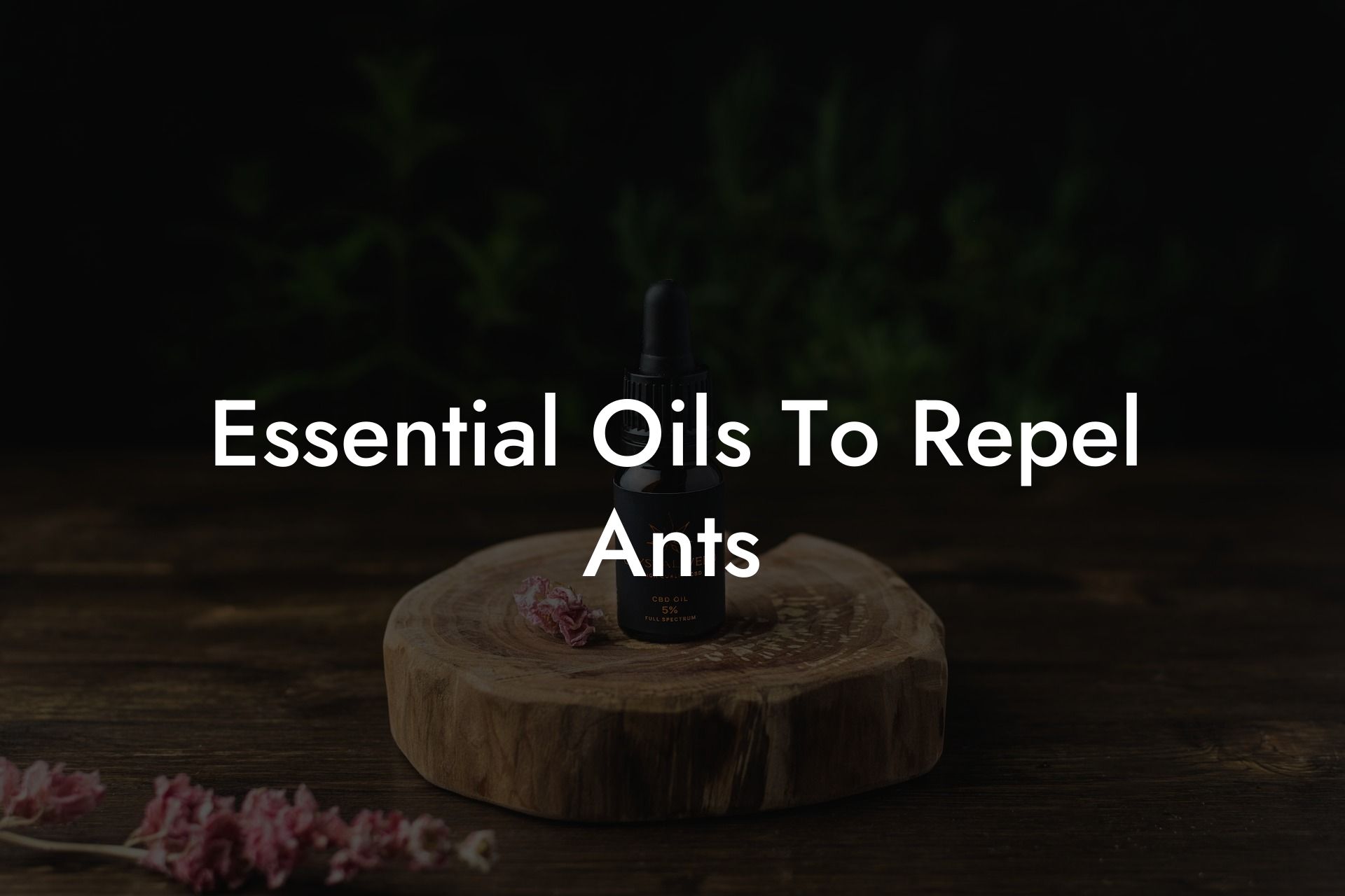 Essential Oils To Repel Ants