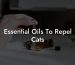 Essential Oils To Repel Cats
