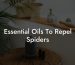 Essential Oils To Repel Spiders