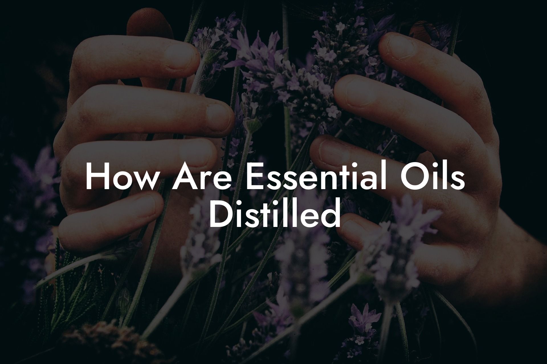 How Are Essential Oils Distilled