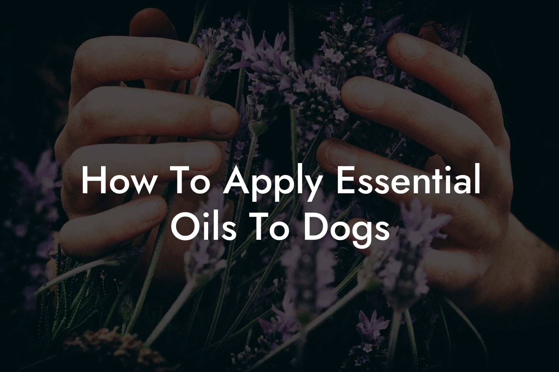 How To Apply Essential Oils To Dogs