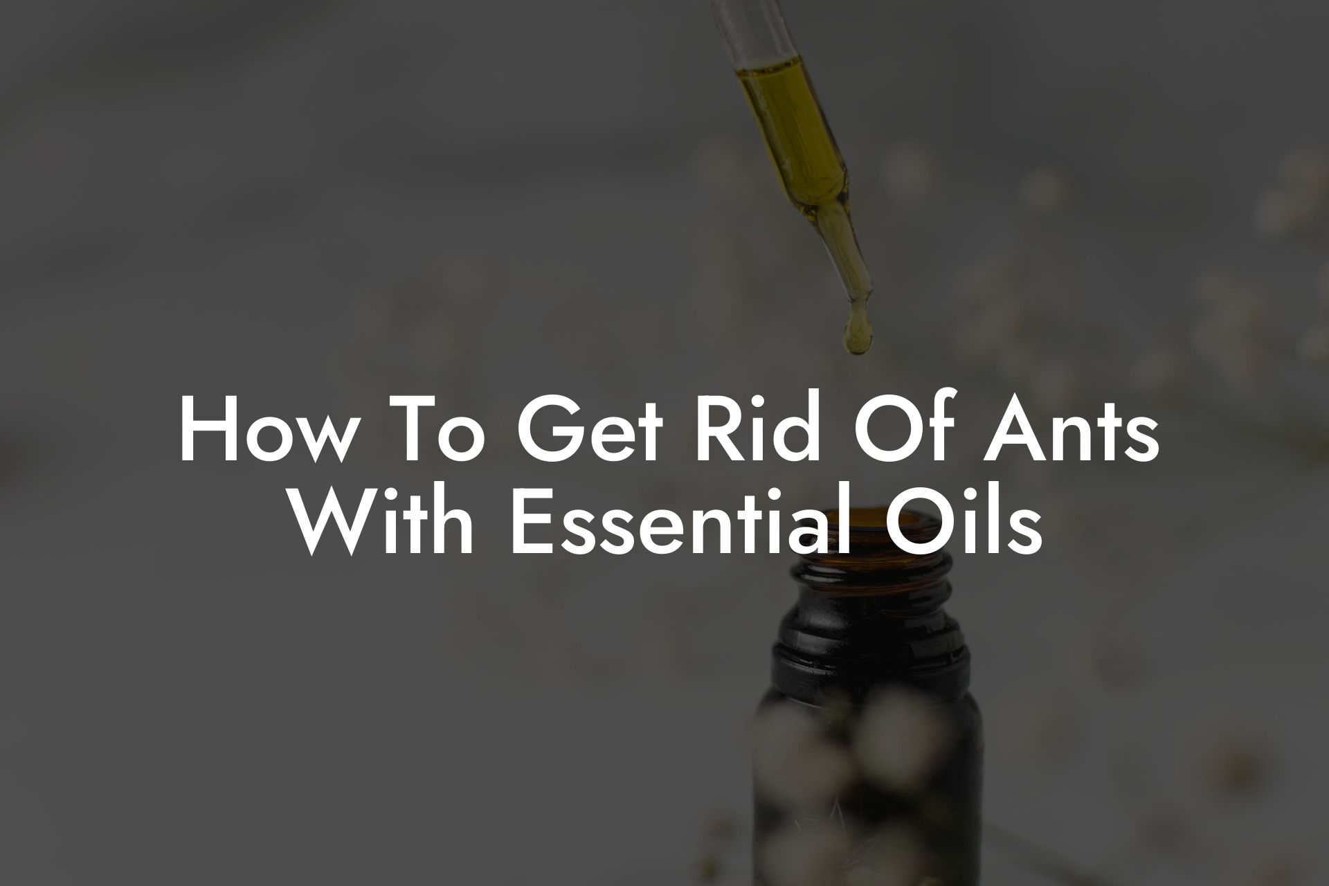 How To Get Rid Of Ants With Essential Oils