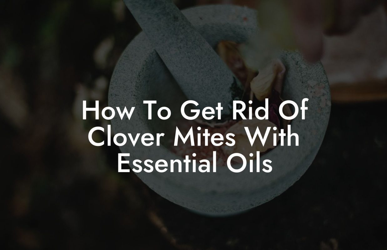 How To Get Rid Of Clover Mites With Essential Oils