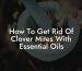 How To Get Rid Of Clover Mites With Essential Oils