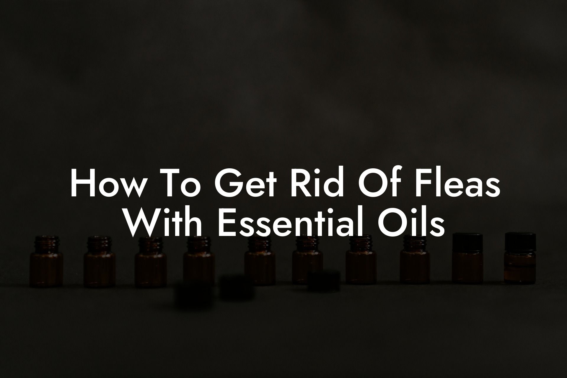 How To Get Rid Of Fleas With Essential Oils
