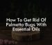 How To Get Rid Of Palmetto Bugs With Essential Oils