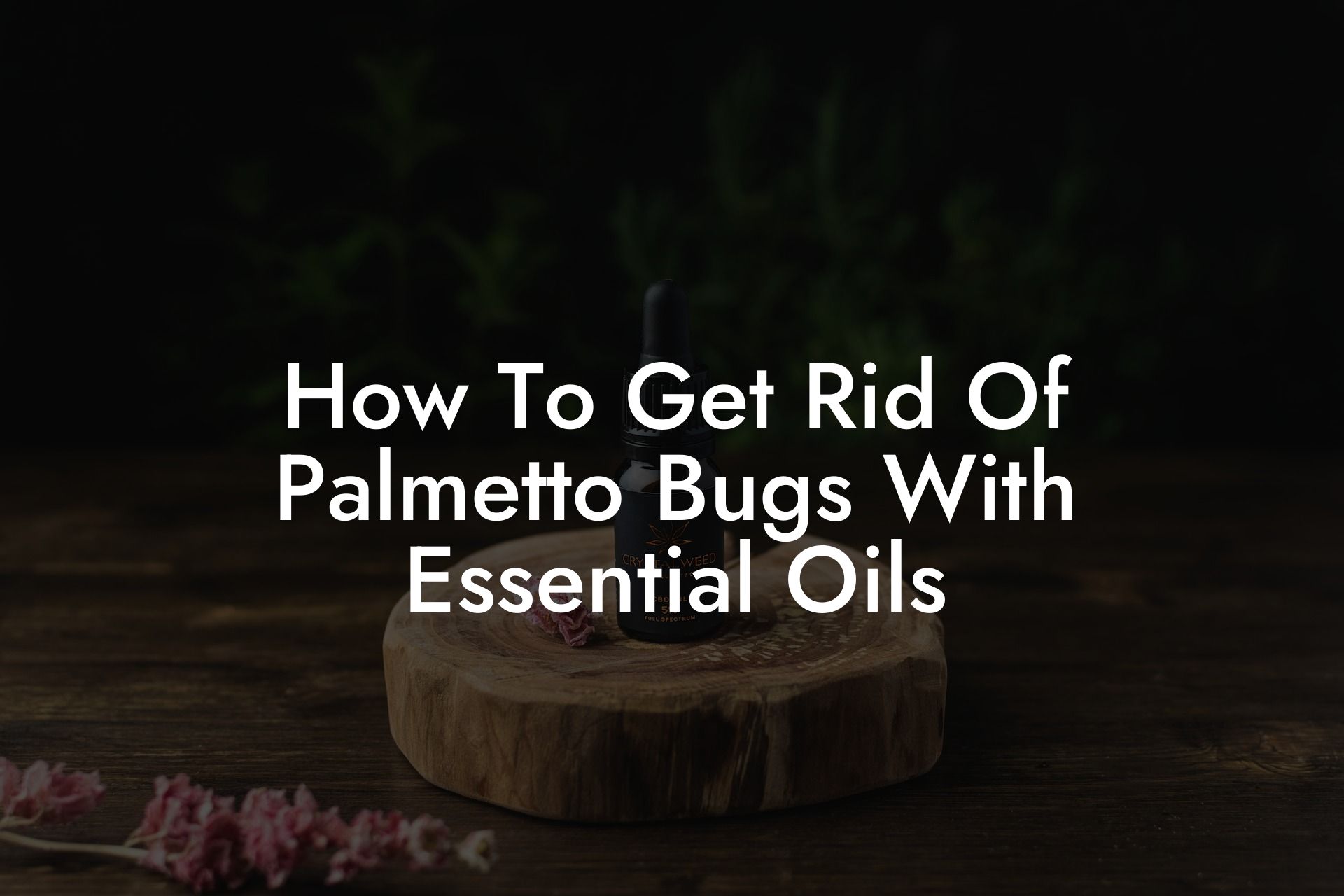 How To Get Rid Of Palmetto Bugs With Essential Oils