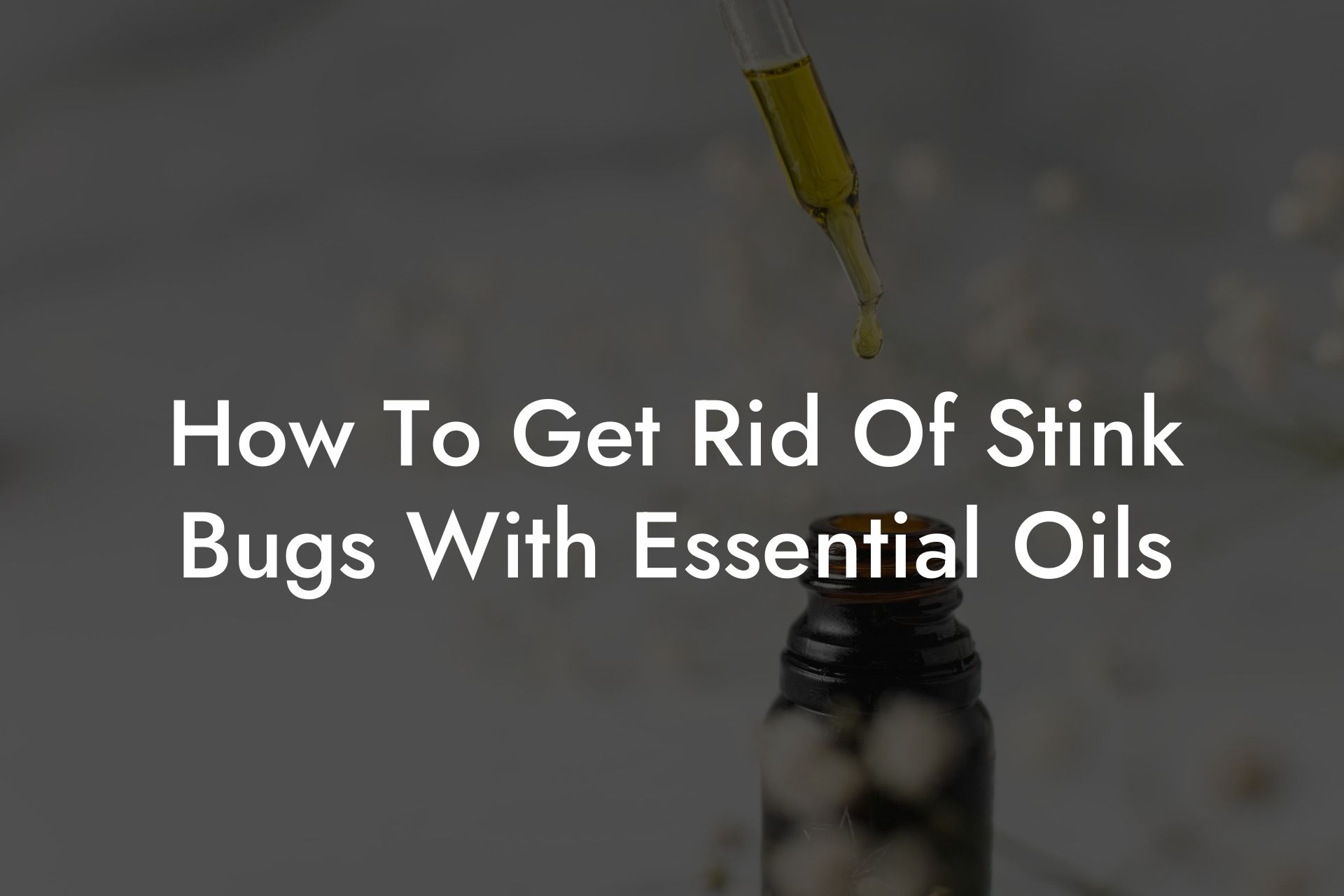 How To Get Rid Of Stink Bugs With Essential Oils