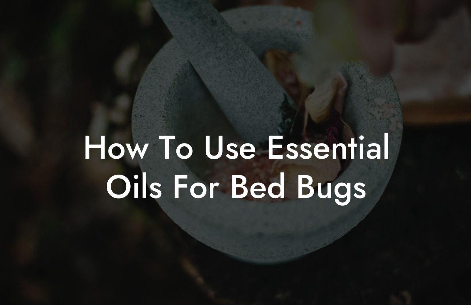 How To Use Essential Oils For Bed Bugs Oshu Artisan Essential Earth
