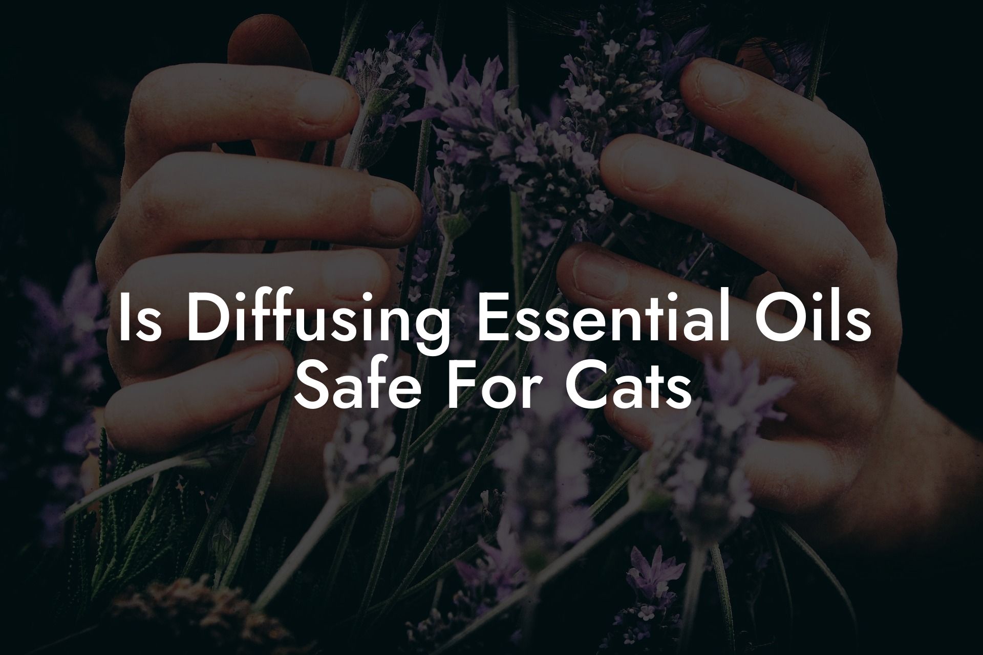 Is Diffusing Essential Oils Safe For Cats