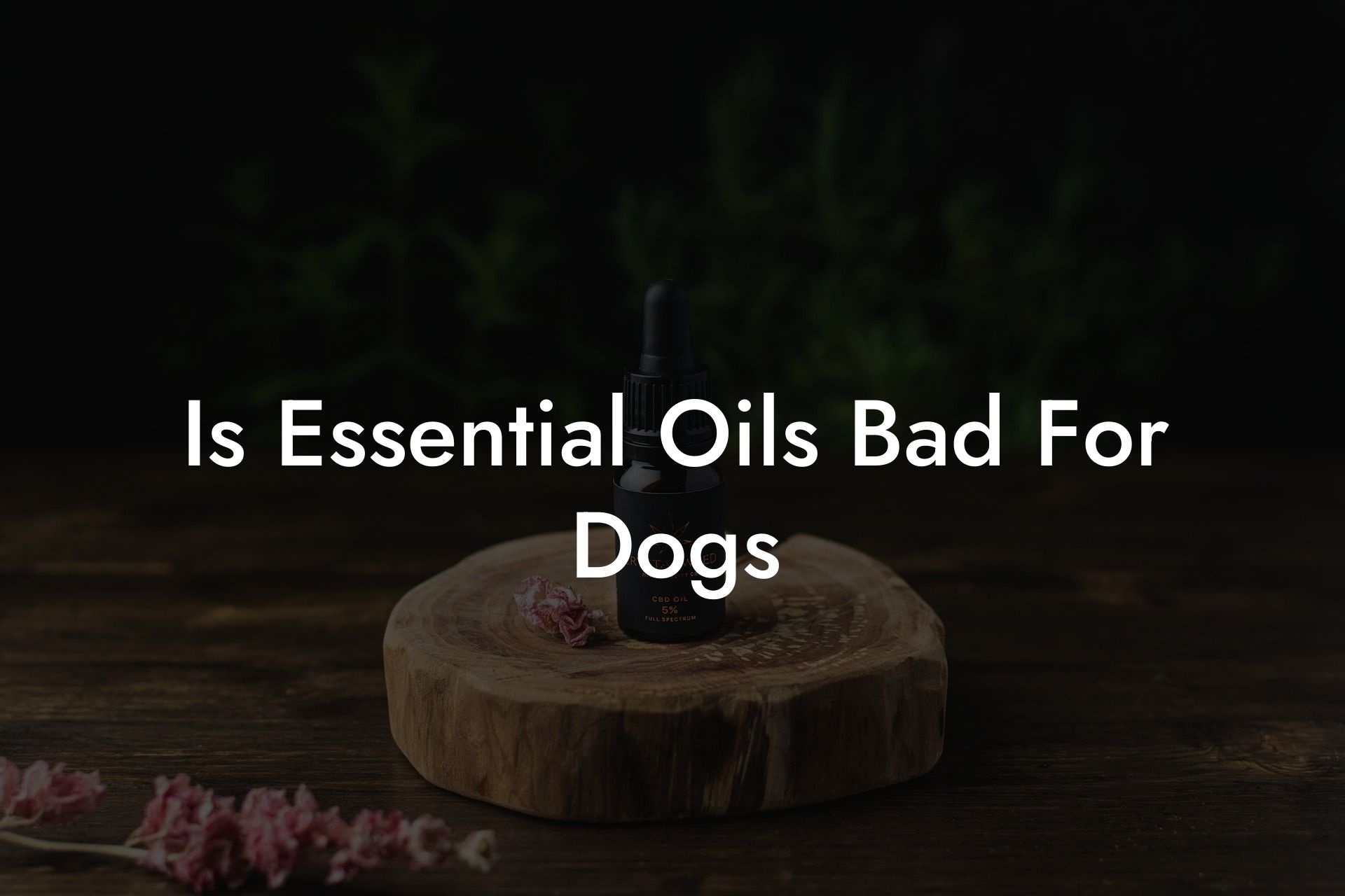 Is Essential Oils Bad For Dogs