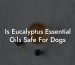 Is Eucalyptus Essential Oils Safe For Dogs