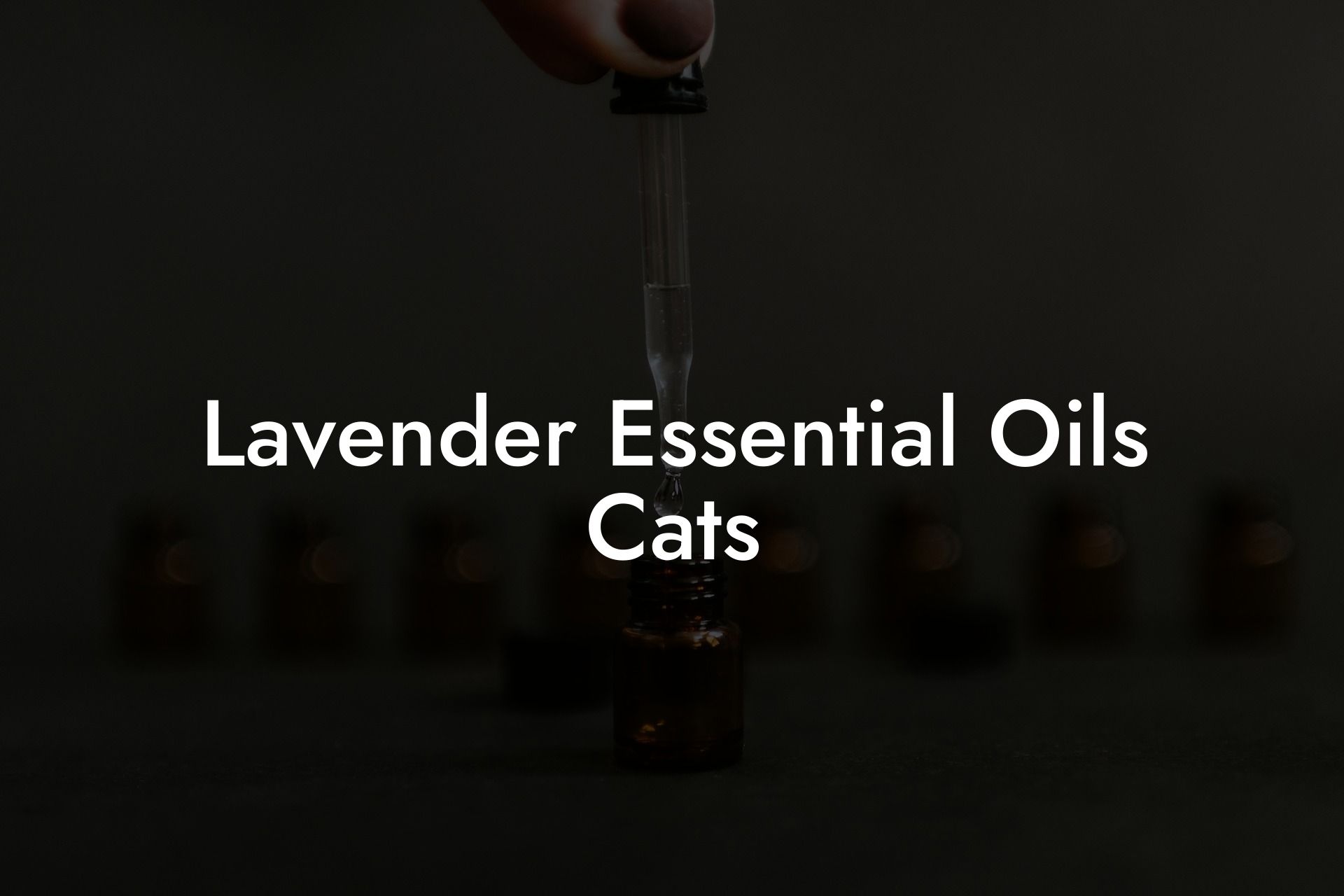 Lavender Essential Oils Cats