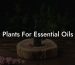 Plants For Essential Oils