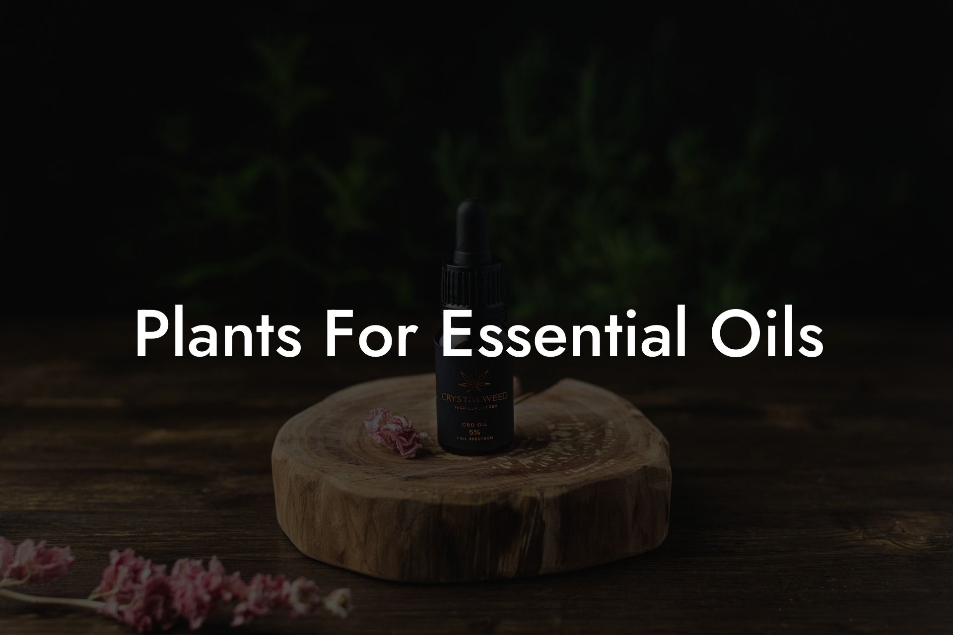 Plants For Essential Oils