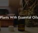 Plants With Essential Oils