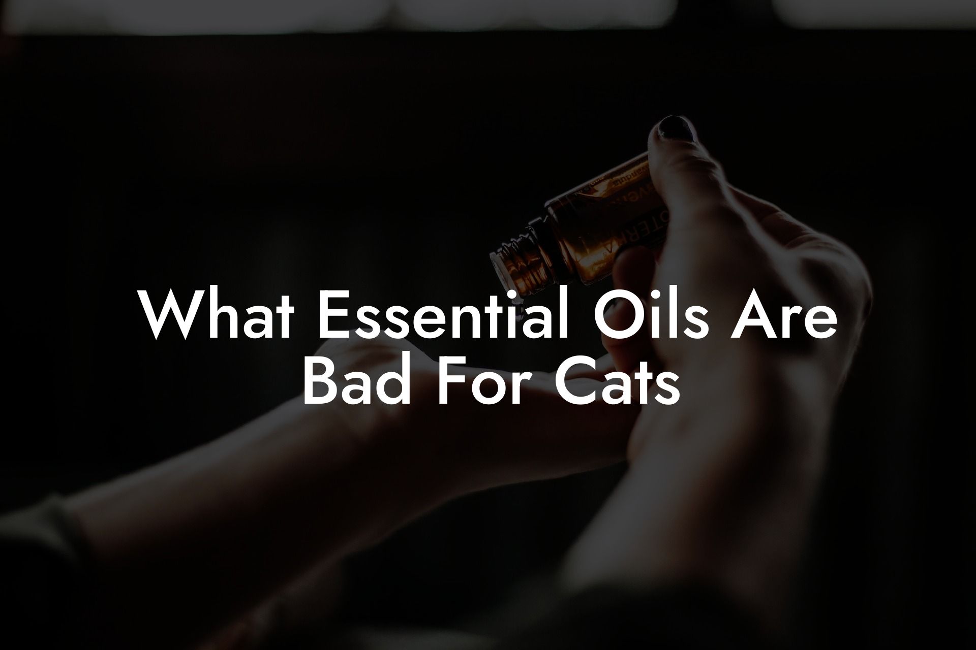 What Essential Oils Are Bad For Cats