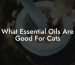 What Essential Oils Are Good For Cats