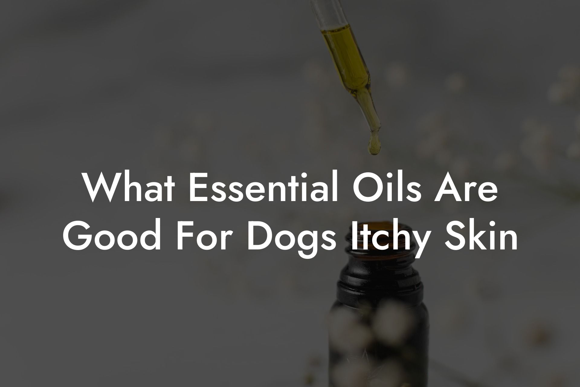 What Essential Oils Are Good For Dogs Itchy Skin