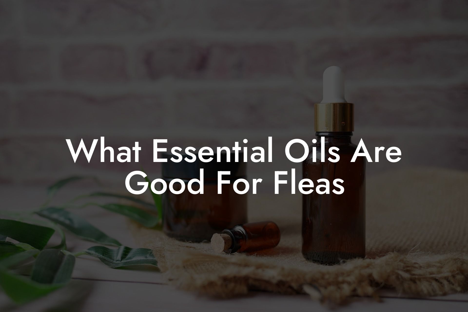What Essential Oils Are Good For Fleas