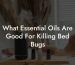 What Essential Oils Are Good For Killing Bed Bugs