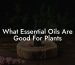 What Essential Oils Are Good For Plants