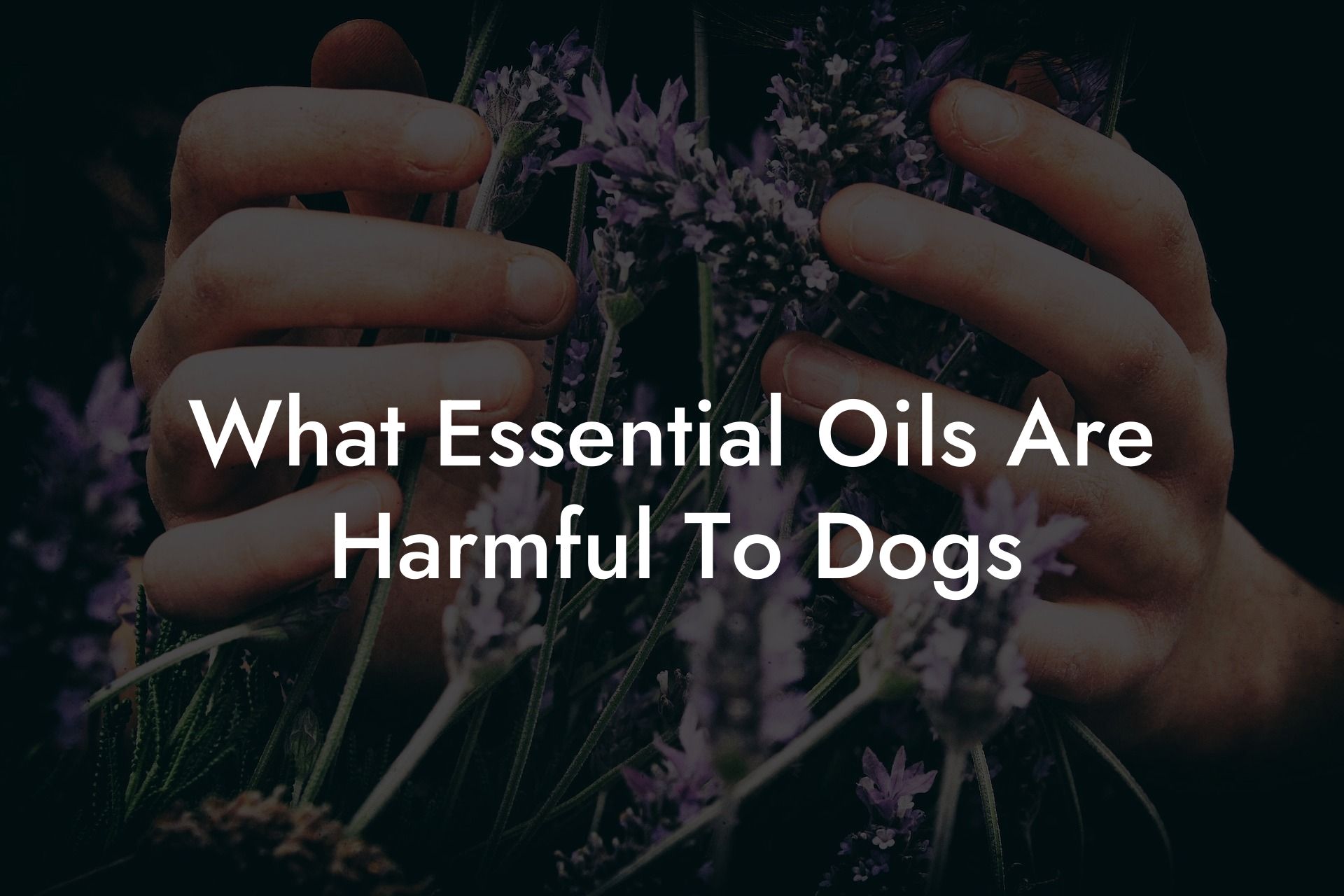 What Essential Oils Are Harmful To Dogs