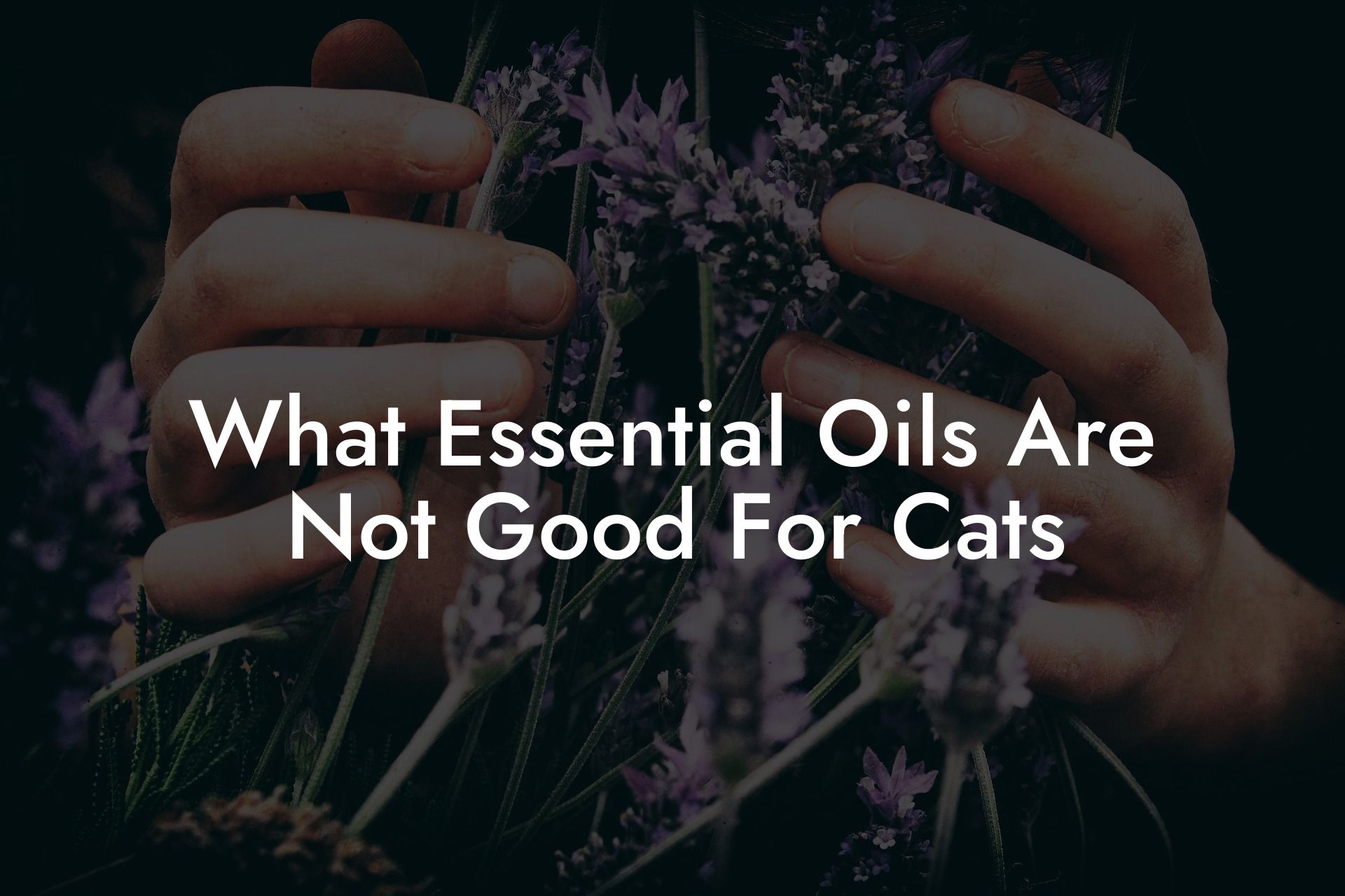 What Essential Oils Are Not Good For Cats