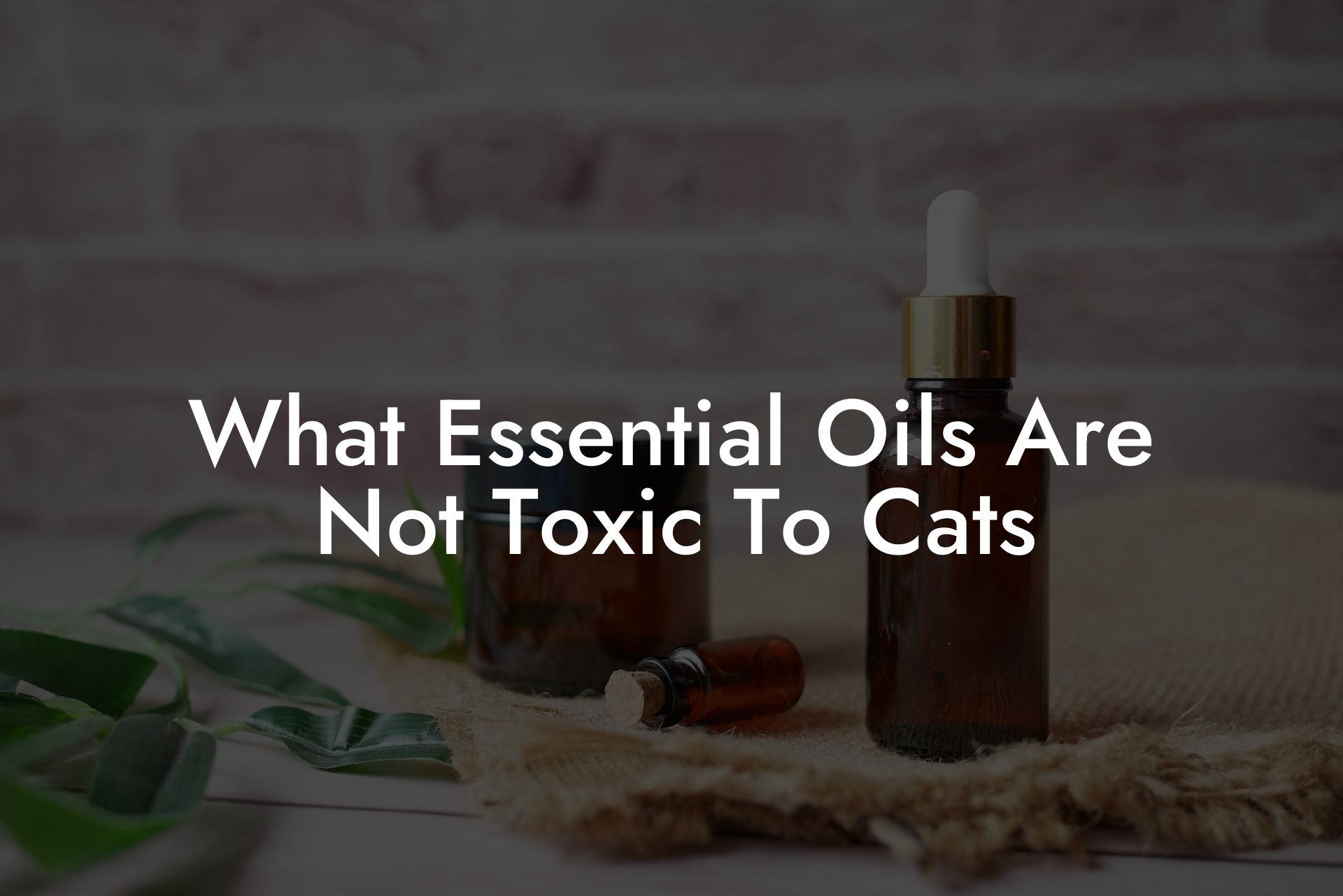 What Essential Oils Are Not Toxic To Cats