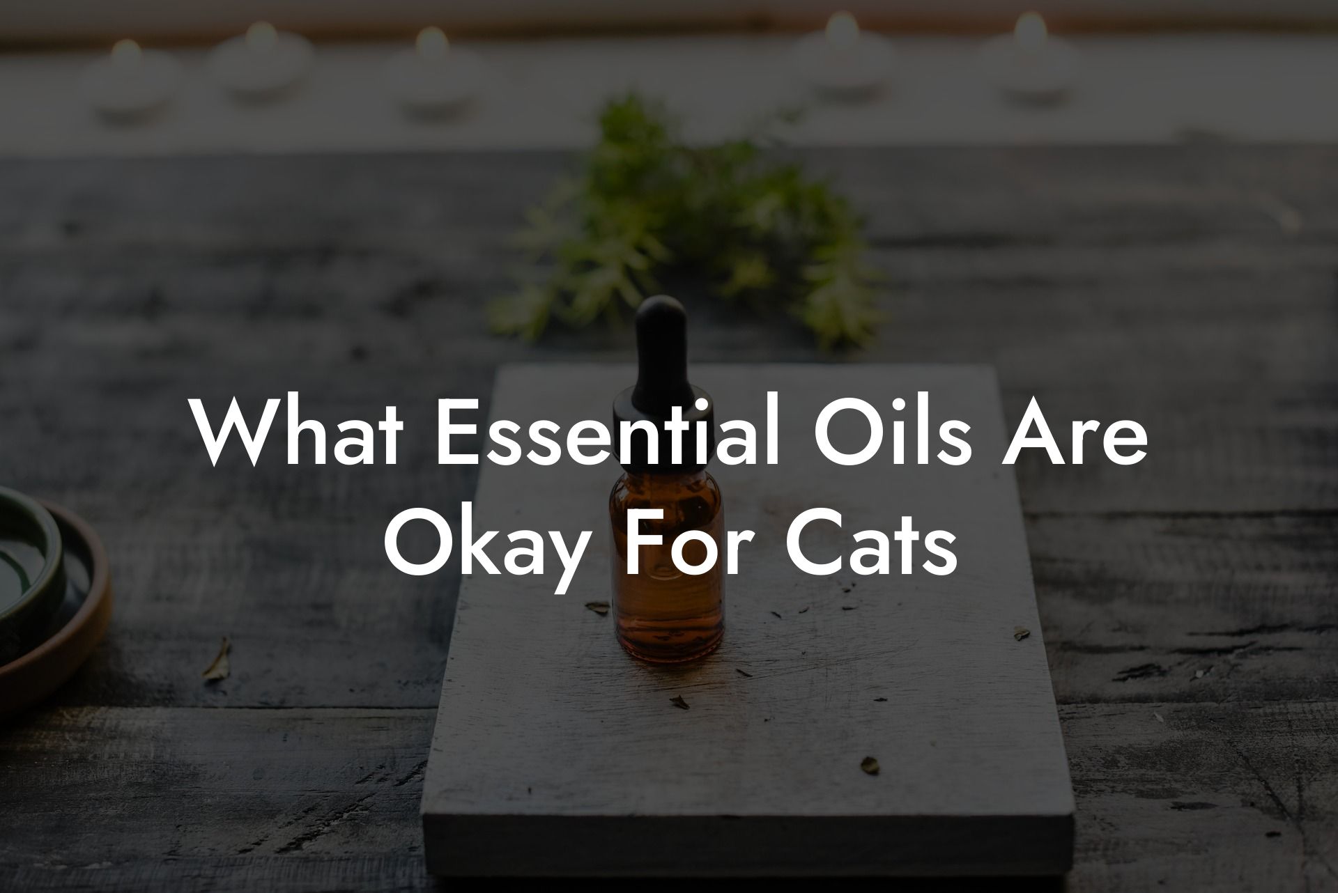 What Essential Oils Are Okay For Cats