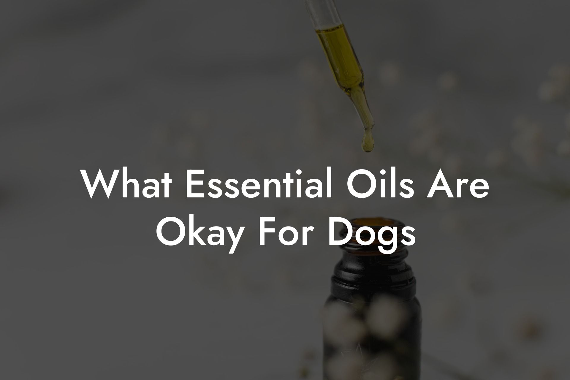 What Essential Oils Are Okay For Dogs
