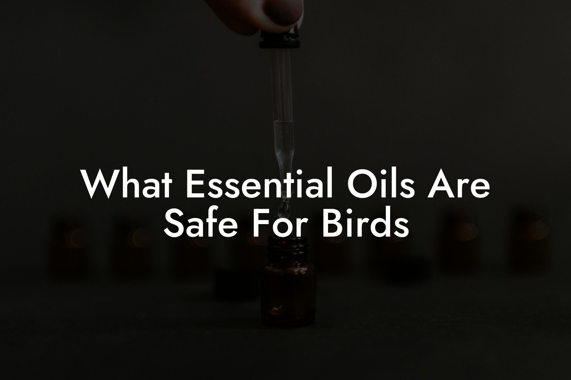 What Essential Oils Are Safe For Birds