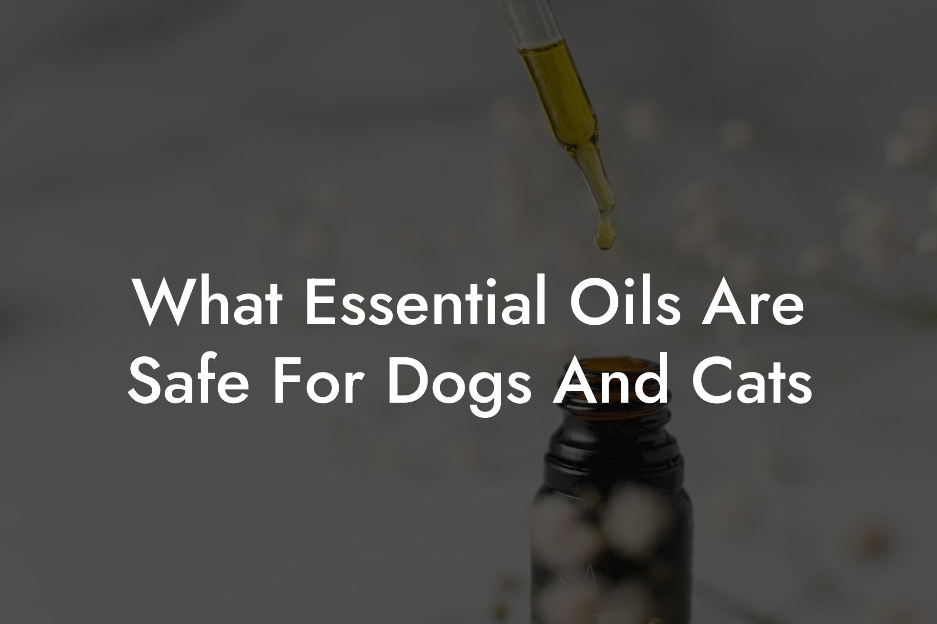 What Essential Oils Are Safe For Dogs And Cats