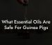 What Essential Oils Are Safe For Guinea Pigs