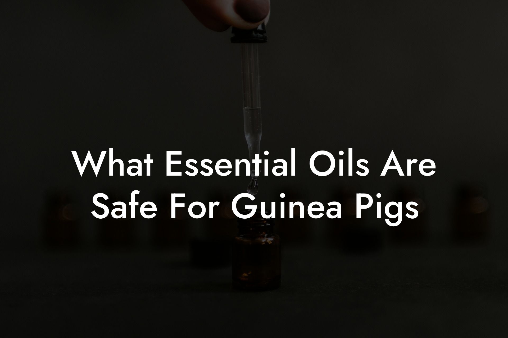What Essential Oils Are Safe For Guinea Pigs