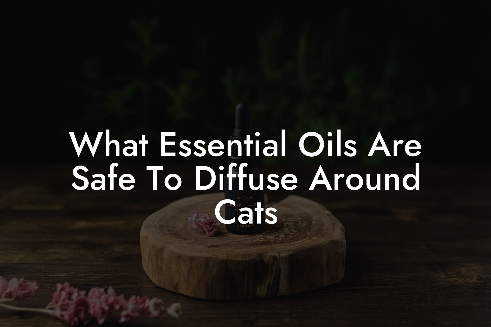 What Essential Oils Are Safe To Diffuse Around Cats