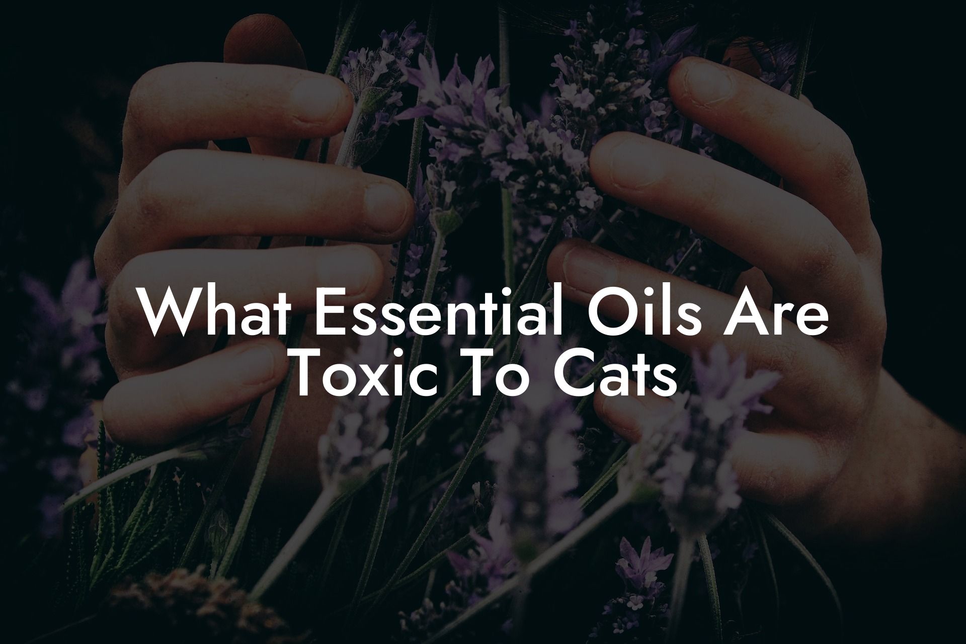 What Essential Oils Are Toxic To Cats