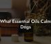What Essential Oils Calm Dogs