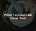 What Essential Oils Deter Ants