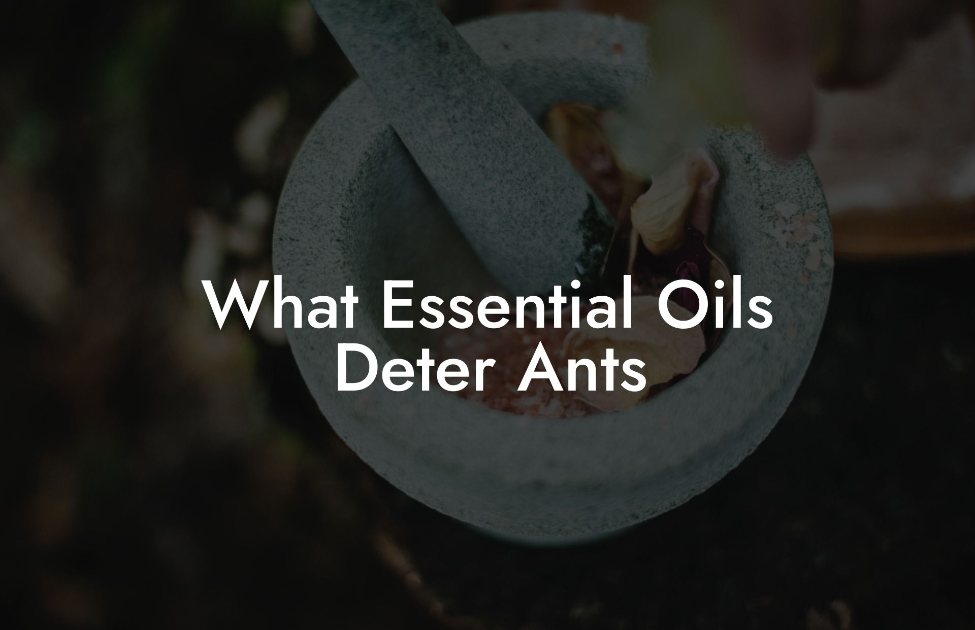 What Essential Oils Deter Ants