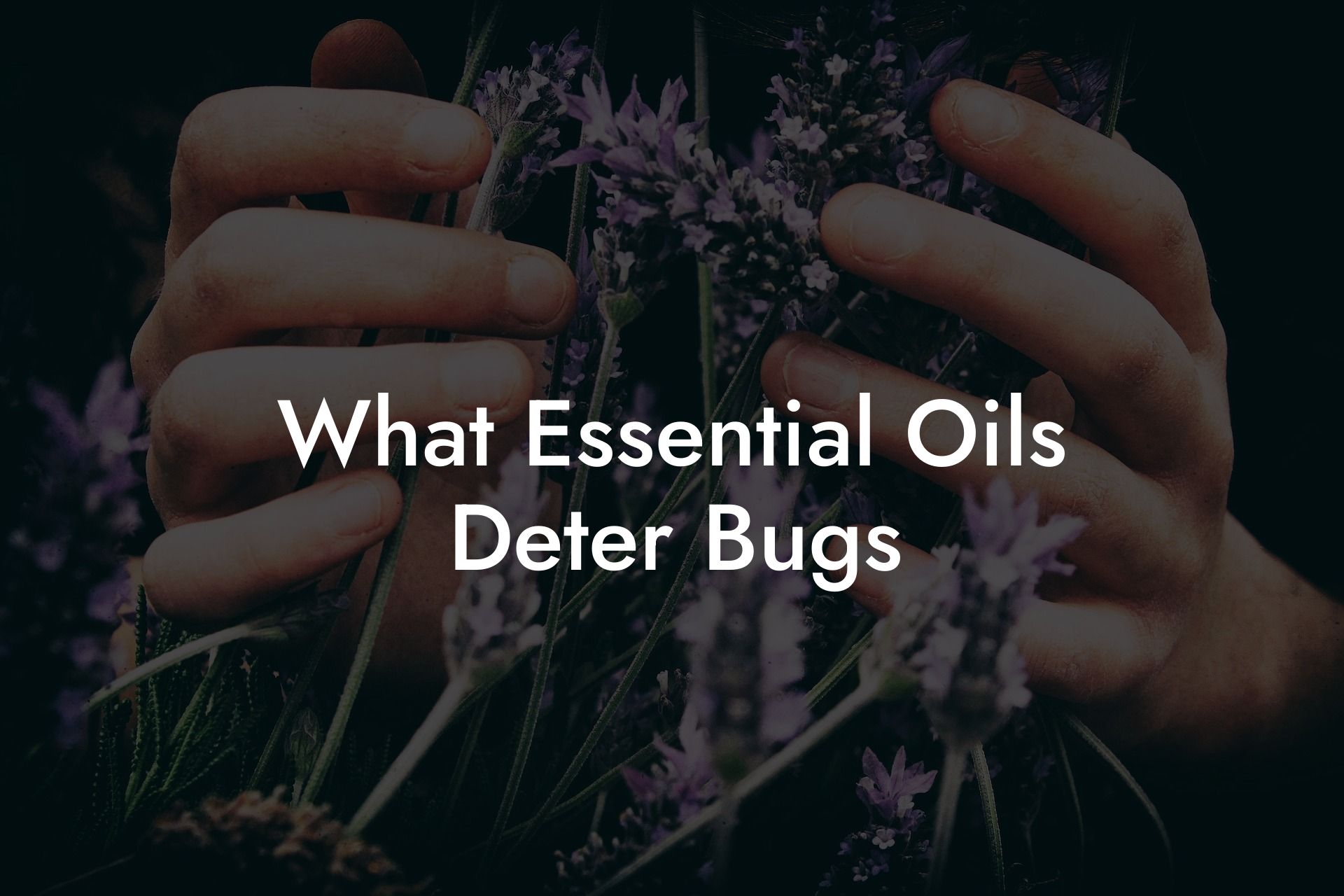 What Essential Oils Deter Bugs