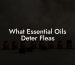 What Essential Oils Deter Fleas