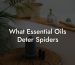 What Essential Oils Deter Spiders