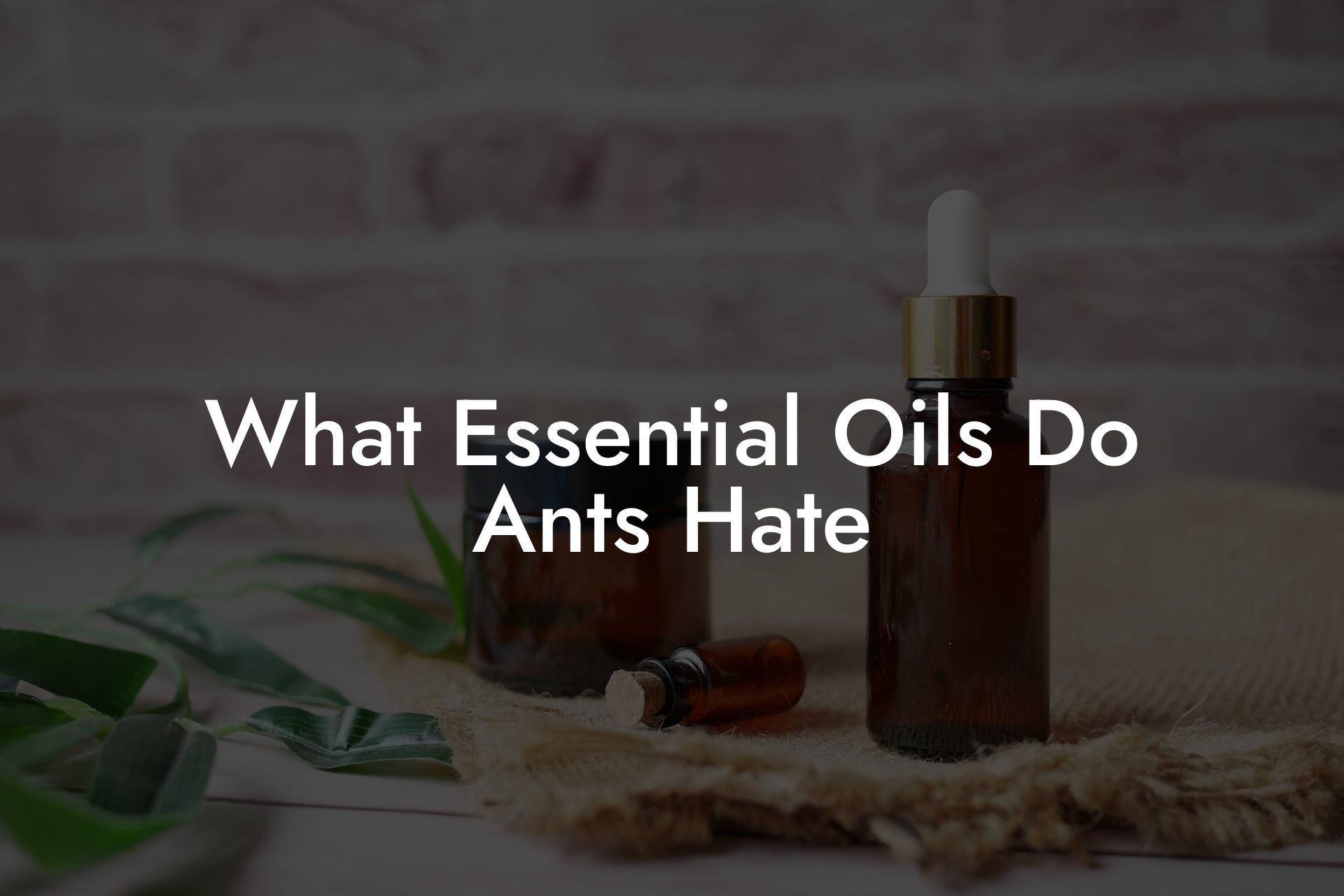 What Essential Oils Do Ants Hate