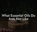 What Essential Oils Do Ants Not Like