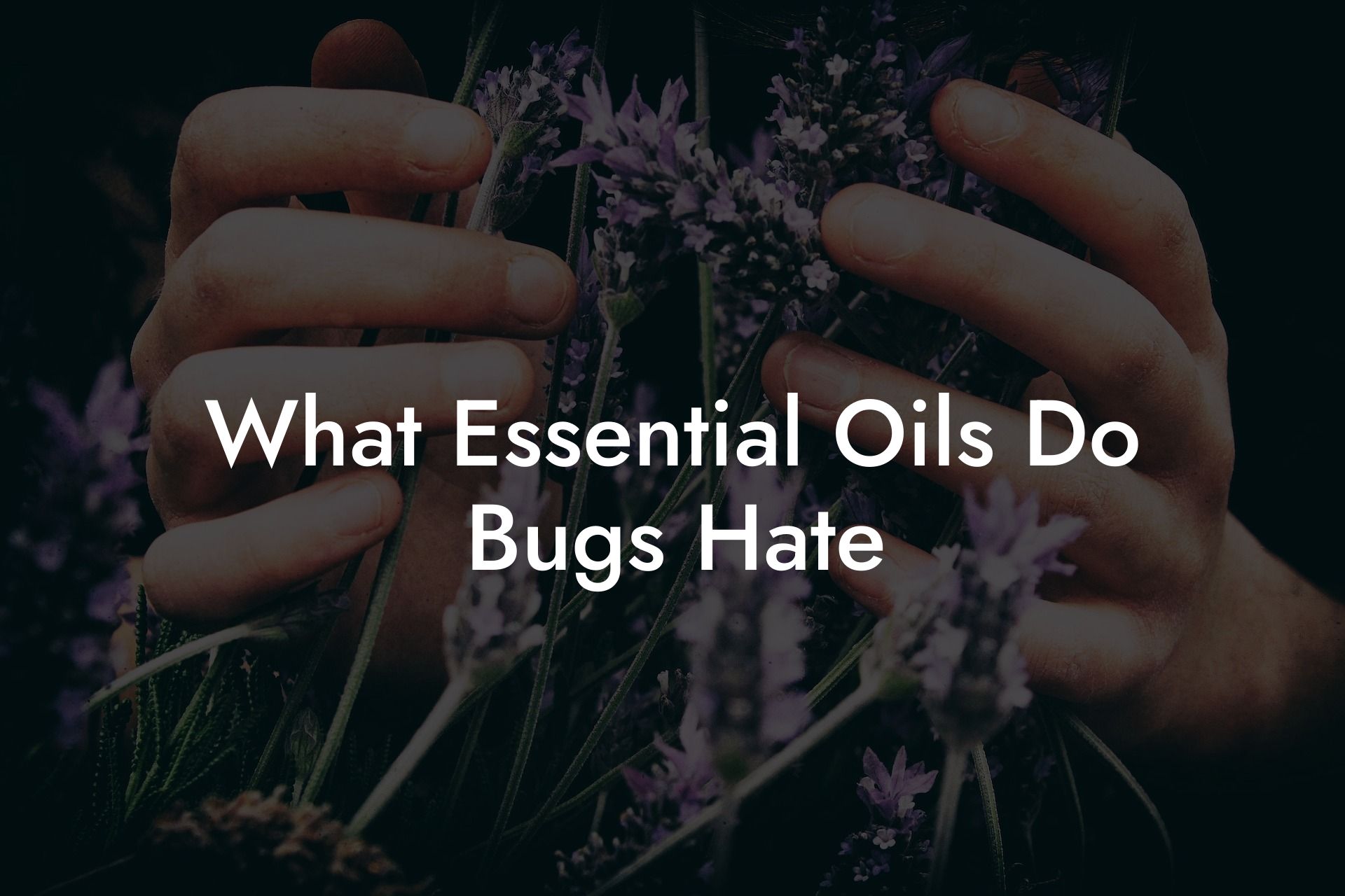What Essential Oils Do Bugs Hate